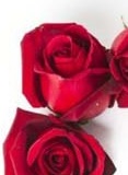 مسئول فنی یوسفی